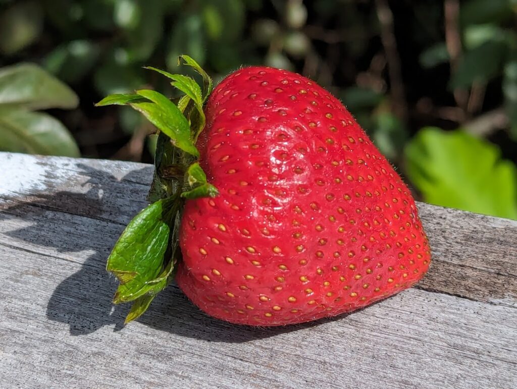 A fresh strawberry