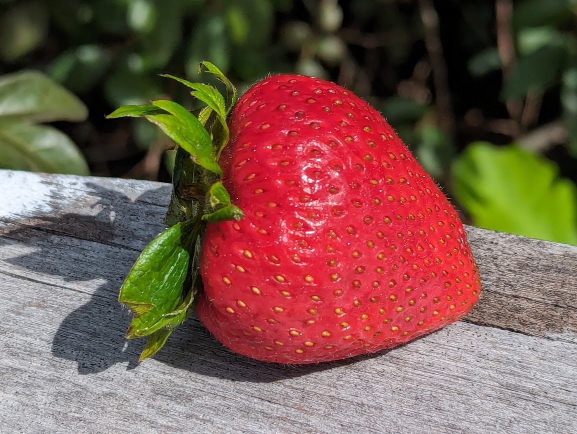 A fresh strawberry